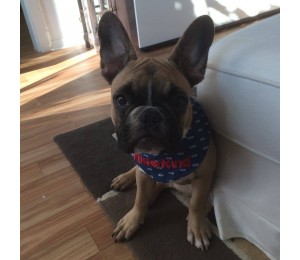 eBook Hundehalstuch Schnittmuster